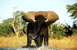 Charging: AFRICAN ELEPHANT - charging in water
