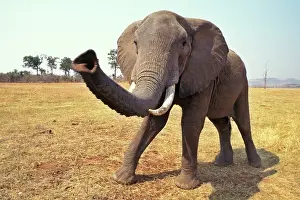 Size: African Elephant - Checking out photographer with trunk