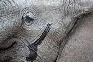 Gland: African Elephant - close up of head showing musth gland