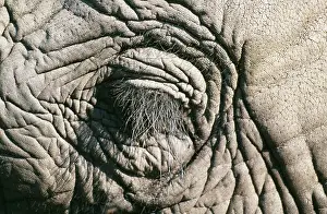 Winking: AFRICAN ELEPHANT - Close-up of closed eye showing lashes