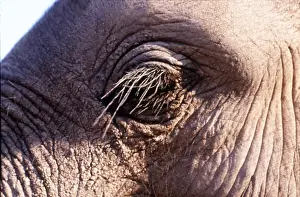 Lashes: AFRICAN ELEPHANT- close-up of eye and lashes