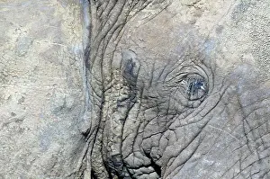 Musth: African Elephant - close-up of eye, in musth