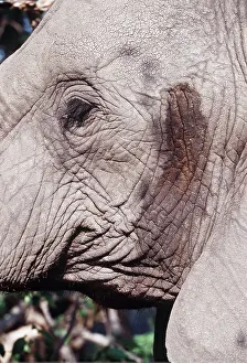 Chris Harvey: African ELEPHANT - Close-up of head, in musth
