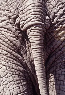 Wrinkles: African ELEPHANT - close-up of tail