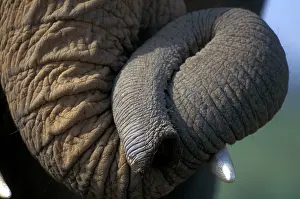 Prehensile: African Elephant close-up of trunk