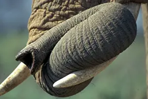 Prehensile: African Elephant close-up of trunk and tusks