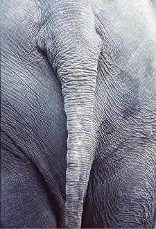 Wrinkles: AFRICAN ELEPHANT - close-up view of bottom showing