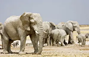 Karl Terblanche: African Elephant - congregating at a water hole