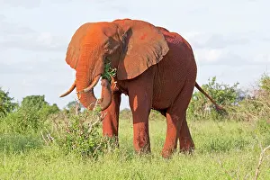 African Elephant - Covered in red Tsavo dust -