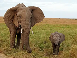 Oxyotis: African Elephant - cow with calf