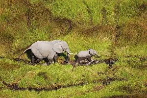 Roaming: African Elephant cow with calf roaming in a freshwater