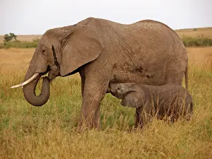 Nurses: African Elephant - cow nurses calf