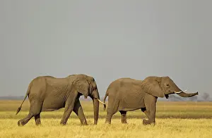 Savuti: African Elephant - two cows in the Savuti marsh
