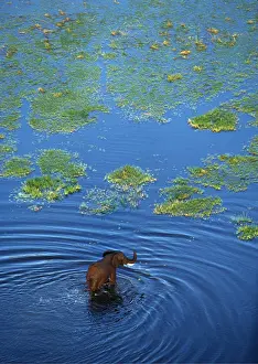 Arty: African ELEPHANT - crossing lagoon, aerial