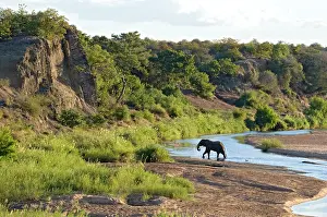 Letaba: African Elephant - crossing Letaba River, backlit