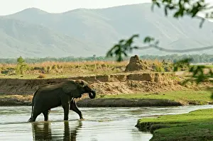 Zambesi: African Elephant crossing Zambesi River
