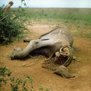 Poached: African ELEPHANT - dead, poached for ivory tusks