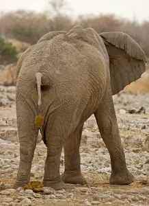 Karl Terblanche: African Elephant - defecating