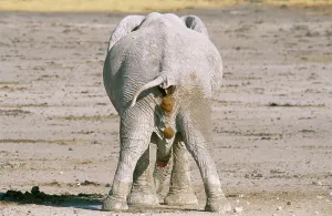 Penis: African ELEPHANT - defecating and urinating bull