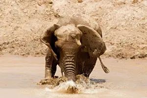 Splashes: African Elephant - desert adapted - adult female