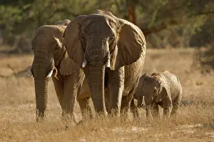 Heading: African Elephant - desert adapted - two adults