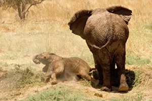 Rolls: African Elephant - desert adapted - calf rolls