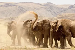 Members: African Elephant - desert adapted - family members