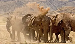 Members: African Elephant - desert adapted - family members