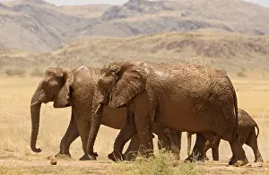 Members: African Elephant - desert adapted - members of