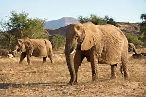 Members: African Elephant - desert adapted - members of