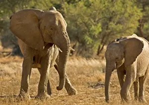 Stuck: African Elephant - desert adapted - young elephant