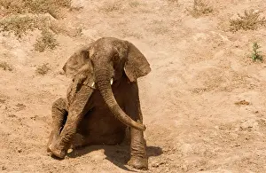 Rolls: African Elephant - desert adapted - youngster rolls