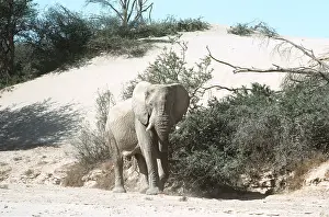 Julie Bruton-seal: AFRICAN ELEPHANT / desert elephant - single