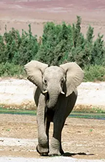 Leadership: AFRICAN ELEPHANT - Desert Elephant single, young bull