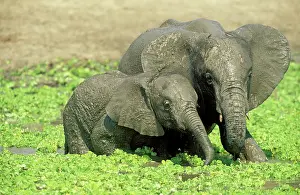 Stratiotes: African Elephant - two different aged calves having