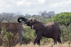 Tank: African Elephant - drinking from water tank