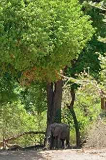 Riverine: African Elephant dwarfed by riverine trees