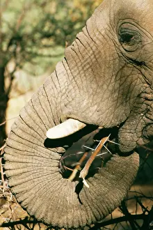 Acacias: African Elephant - Eating Acacia twig