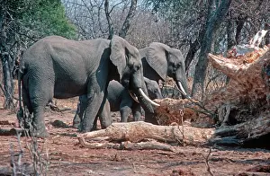 Destructive: African Elephant - eating damaged baobab / Boab trees