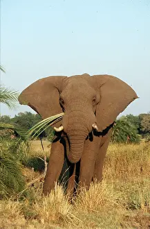 Hayden Oake: African ELEPHANT - eating foliage