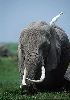 Piggyback: African ELEPHANT - with egret on back