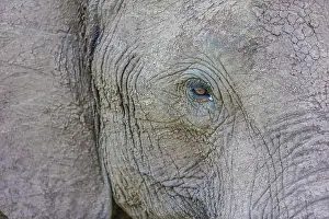 Wrinkled: African Elephant eye