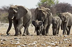 Karl Terblanche: African Elephant - family group on the move