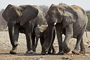 Karl Terblanche: African Elephant - family group on the move