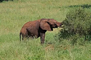 310517: African Elephant feeding on bush 1 201