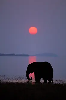 Kariba: African ELEPHANT - feeding along shore of Lake