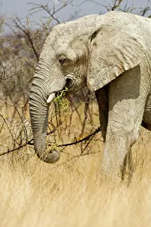 Karl Terblanche: African Elephant - feeding in tall yellow grass