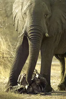 Chris Harvey: African ELEPHANT - feeling skull of dead baby
