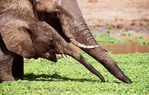 Muddy: AFRICAN ELEPHANT - female & calf at waterhole covered