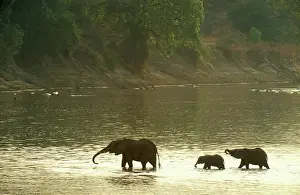 Luangwa: African Elephant - female with two calves crossing